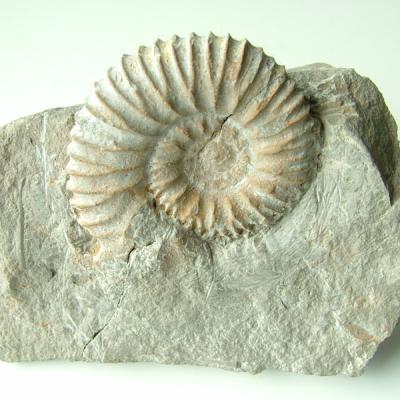 Ammonit Drügendorf