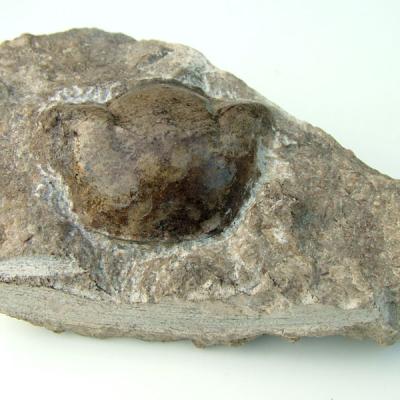 Illaenus schröterie, Trilobitenkopfschild, Ordovizium  Trilobitenkopfschild, Ordovizium,  60x40mm